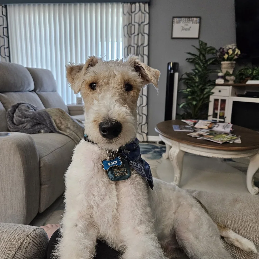 Niko, a Wire Fox Terrier